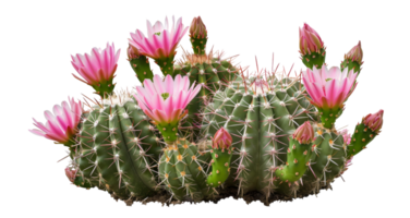 AI generated Blooming pink cactus flowers isolated on transparent background - stock png. png