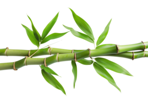 AI generated Green bamboo branch with leaves on transparent background - stock png. png