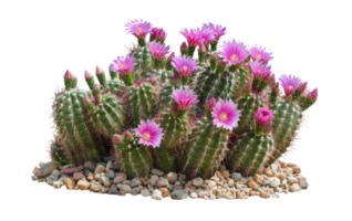 AI generated Blooming pink cactus flowers isolated on transparent background - stock png. png