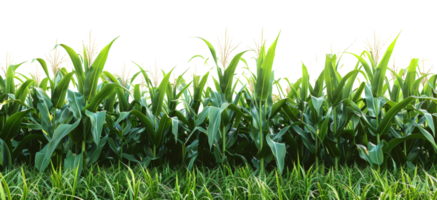 AI generated Lush cornfield on transparent background - stock png. png