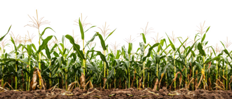 AI generated Lush cornfield on transparent background - stock png. png