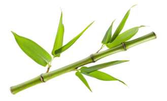 ai generado verde bambú rama con hojas en transparente antecedentes - valores png. png