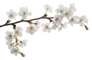 AI generated White cherry blossoms on branch on transparent background - stock png. png
