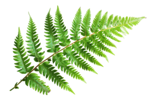 AI generated Green fern leaf isolated on black background on transparent background - stock png. png