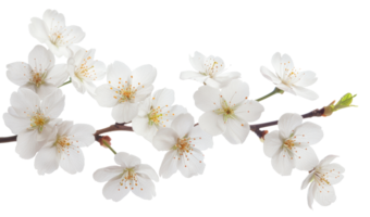 AI generated White cherry blossoms on branch on transparent background - stock png. png