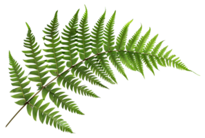 AI generated Green fern leaf isolated on black background on transparent background - stock png. png