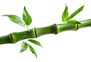 AI generated Green bamboo branch with leaves on transparent background - stock png. png