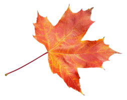 AI generated Orange autumn maple leaf on transparent background - stock png. png