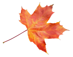 ai generiert Orange Herbst Ahorn Blatt auf transparent Hintergrund - - Lager png. png