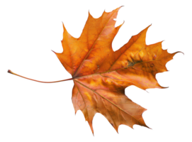 AI generated Orange autumn maple leaf on transparent background - stock png. png