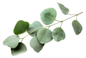 AI generated Green eucalyptus branch with leaves on transparent background - stock png. png