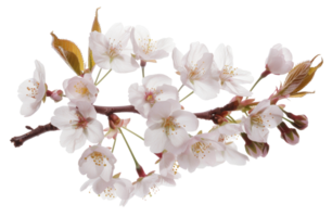 AI generated White cherry blossoms on branch on transparent background - stock png. png