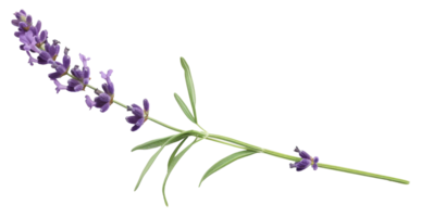 AI generated Lavender sprig on transparent background - stock png. png