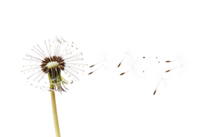 AI generated Dandelion with seeds blowing away on transparent background - stock png. png