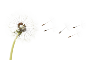 AI generated Dandelion with seeds blowing away on transparent background - stock png. png