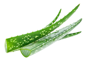 AI generated Fresh aloe vera leaf with water droplets on transparent background - stock png. png