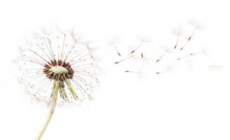 AI generated Dandelion with seeds blowing away on transparent background - stock png. png