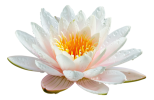 AI generated White water lily blooming on transparent background - stock png. png