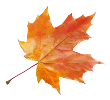 AI generated Orange autumn maple leaf on transparent background - stock png. png