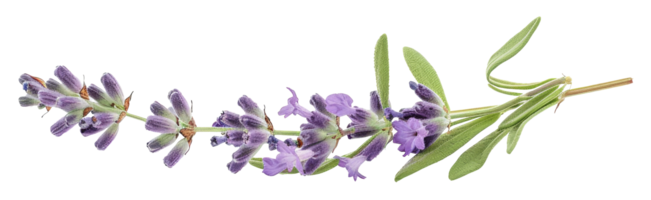 AI generated Lavender sprig on transparent background - stock png. png