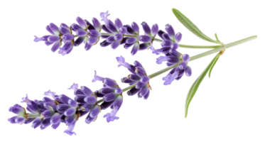 AI generated Lavender sprig on transparent background - stock png. png