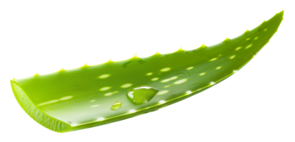 AI generated Fresh aloe vera leaf with water droplets on transparent background - stock png. png