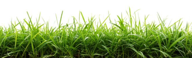 AI generated Green lush grass on a transparent background png