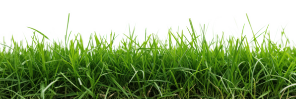 ai généré vert luxuriant herbe sur une transparent Contexte png