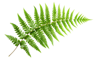 AI generated Green fern leaf isolated on black background on transparent background - stock png. png