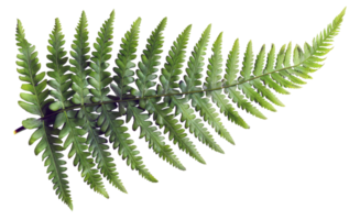 AI generated Green fern leaf isolated on black background on transparent background - stock png. png