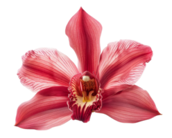 AI generated Vibrant pink orchid with detailed patterns on transparent background - stock png. png