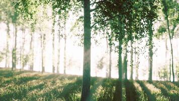 The last rays of the sun filter through the birch forest video