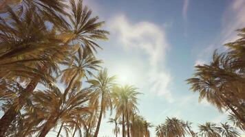 palm bomen Bij zonsondergang licht video