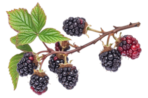 AI generated Delicious blackberry berries on a transparent background png