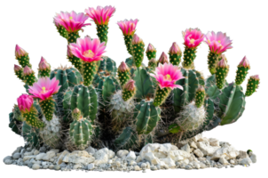 AI generated Blooming pink cactus flowers isolated on transparent background - stock png. png