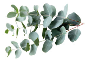AI generated Green eucalyptus branch with leaves on transparent background - stock png. png