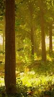 un' lussureggiante e vivace foresta pieno con un' denso baldacchino di verde alberi video