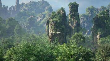 A dense forest with towering rocks and tall trees video