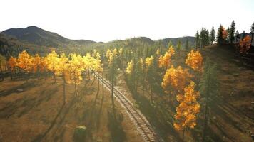 Worn-out train tracks vanishing into the shadows of a dense pine forest video