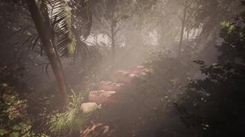 nebuloso viagem através a denso tropical vegetação video