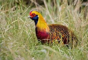 AI generated A close up of  a Golden Pheasant photo