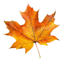 AI generated Orange autumn maple leaf on transparent background - stock png. png