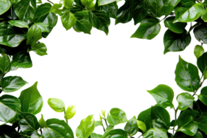 AI generated Beautiful green frame with leaves on a transparent background png