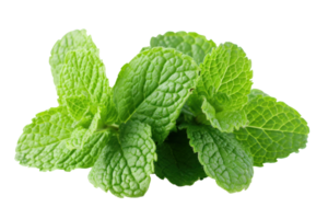 AI generated Fresh green mint leaves. Mint leaves close-up on a transparent background png