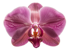 AI generated Vibrant pink orchid with detailed patterns on transparent background - stock png. png