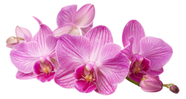 AI generated Cluster of pink orchids on transparent background - stock png. png