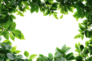 AI generated Beautiful green frame with leaves on a transparent background png