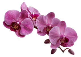 AI generated Cluster of pink orchids on transparent background - stock png. png