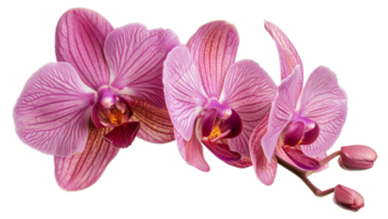 AI generated Cluster of pink orchids on transparent background - stock png. png