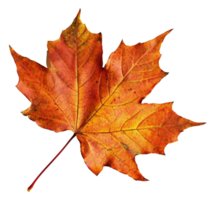 AI generated Orange autumn maple leaf on transparent background - stock png. png